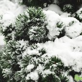 За сутки во Владивостоке выпало более 1,5 декадной нормы снега