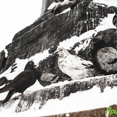 За сутки во Владивостоке выпало более 1,5 декадной нормы снега