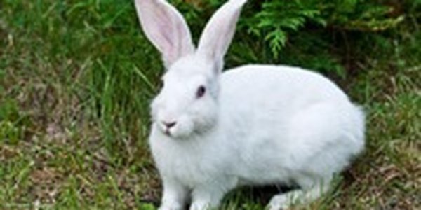 Из-за изменения климата заяц-беляк может потерять возможность маскировки