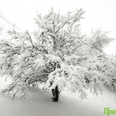 По Приморью шагает зима: снег, гололёд и похолодание до −20 °C
