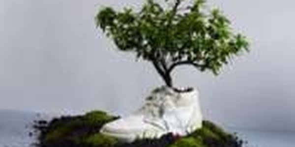 Голландцы выпустили биоразлагаемые кеды