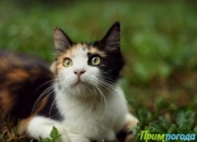А Вы поздравили свою кошку? А Вы поздравили свою кошку?