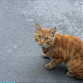 А Вы поздравили свою кошку?