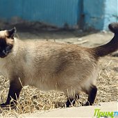 А Вы поздравили свою кошку?