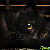 А Вы поздравили свою кошку?