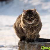 А Вы поздравили свою кошку?