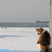 Последнее зимнее утро