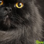 А Вы поздравили свою кошку?
