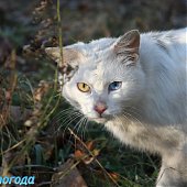 А Вы поздравили свою кошку?