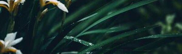 Июнь попрощался с Приморьем кратковременными дождями