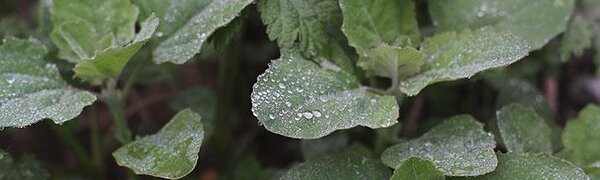 Облачная погода с туманами и моросью сохраняется в прибрежных районах Приморья