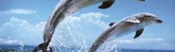 Дельфины в Перу погибли по естественным причинам