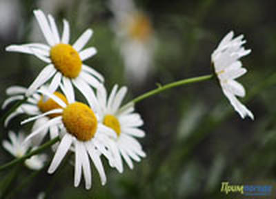 Умеренно-теплая погода установилась во второй декаде мая