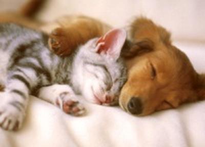 Пускать домашнего питомца в постель опасно для здоровья