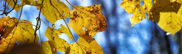 Жителей Приморья ждут теплые выходные