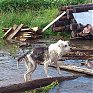 В Красноармейском и Пожарском районах Приморья обострилась паводковая ситуация