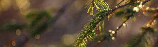 Синоптики рассказали о погоде в Приморье и Владивостоке на выходных