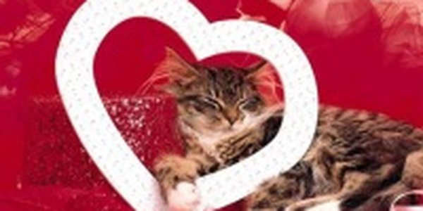 Большинство игнорируют День Святого Валентина: Мнение пользователей Примпогоды