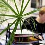 Растения защищают офисных работников