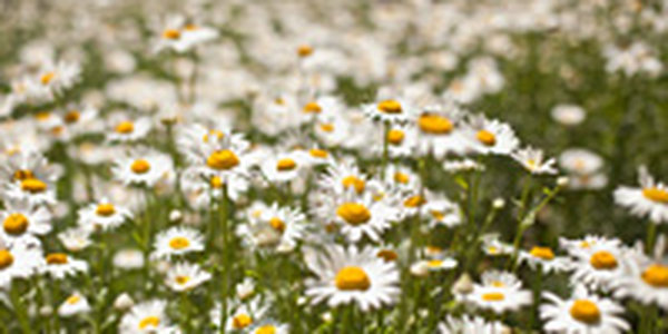 В выходные дни в Приморье будет жарко