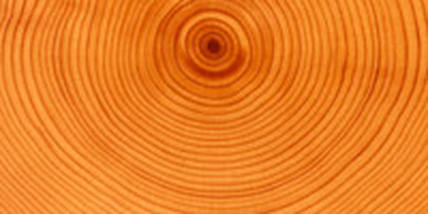 Ученые прогнозируют природные катаклизмы по годичным кольцам деревьев