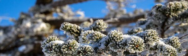 Синоптики рассказали, когда в Приморье придут «китайские морозы»