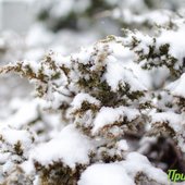 Снег во Владивостоке начнёт ослабевать к вечеру, но усилится ветер