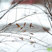 Снег во Владивостоке начнёт ослабевать к вечеру, но усилится ветер