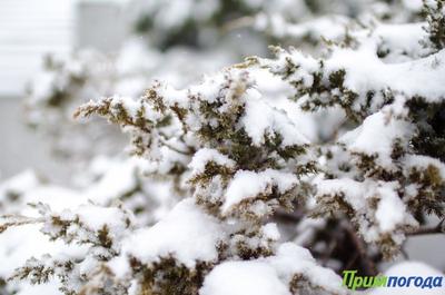Снег во Владивостоке начнёт ослабевать к вечеру, но усилится ветер