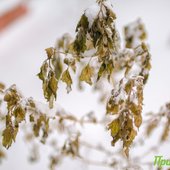 Снег во Владивостоке начнёт ослабевать к вечеру, но усилится ветер