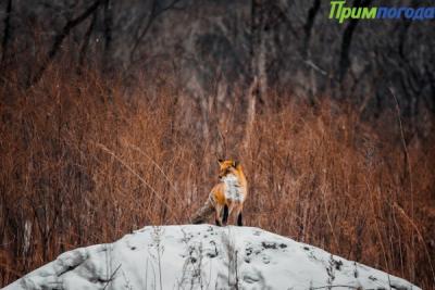 Климатический портрет января в Приморье
