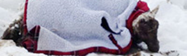 Шотландская овца провела под снегом 11 дней