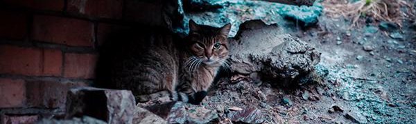 Неустойчивая погода и небольшие дожди ожидаются в Приморье