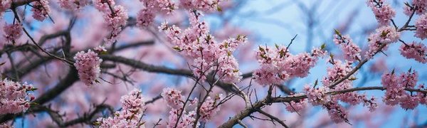 Какой будет погода в Приморье в первые майские праздники, рассказали синоптики