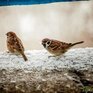 На выходных во Владивостоке выпало 2,5 мм снега