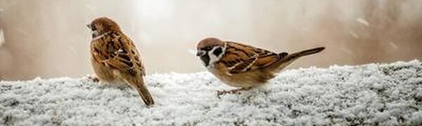 Небольшой и умеренный снег пройдет в отдельных районах Приморья в четверг