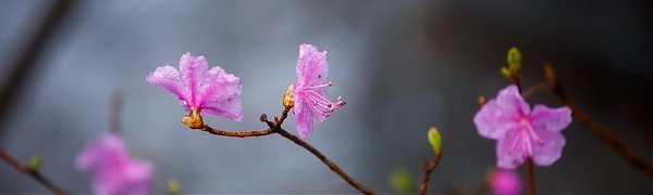 Во второй половине дня в Приморье начнутся дожди
