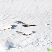 Сезон подледной рыбалки можно считать закрытым