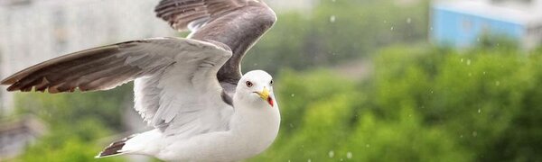 Погода в Приморье начнет улучшаться со вторника