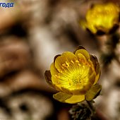 Вербное воскресенье напророчило Приморью ветреное лето
