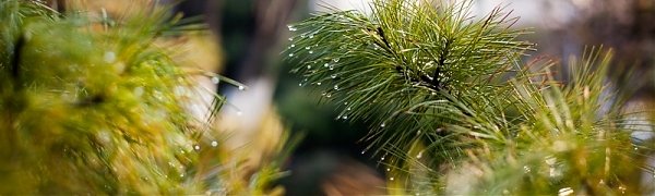 «Земля леопарда» приглашает на празднование Дня кедра