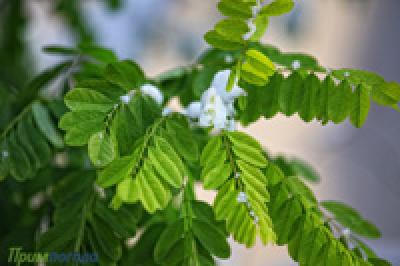 Сегодня на Приморье направлен отрог высокого давления