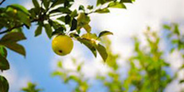 Первая декада августа в Приморье была теплой