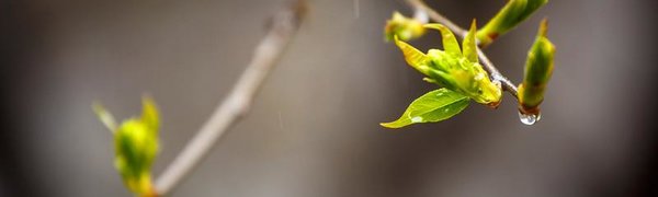 Выходные принесут Приморью дожди, местами со снегом