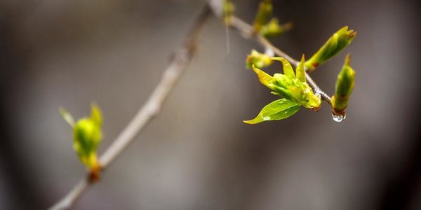 Выходные принесут Приморью дожди, местами со снегом