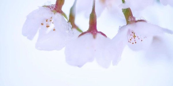 В сезон цветения сакуры в Японии впервые за 17 лет выпал снег