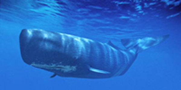 В Гааге начинаются слушания по делу о китобойном промысле Японии 