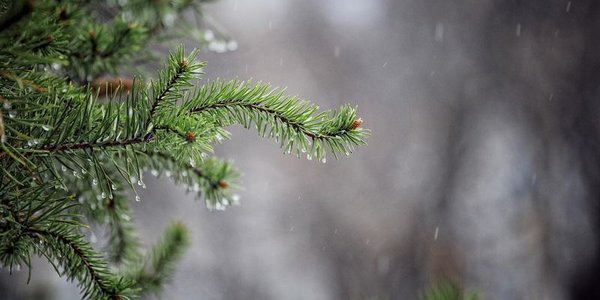 В среду в Приморье пройдут дожди, на перевалах возможен дождь со снегом