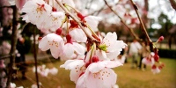 Росгидромет: Весна будет стремительной