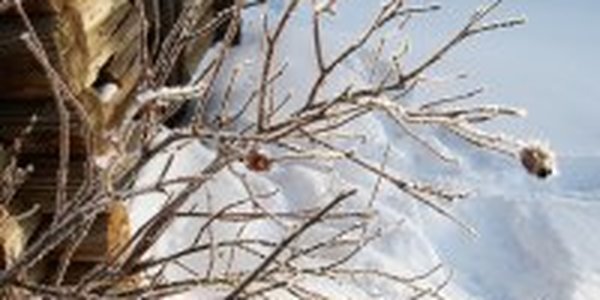 На выходных в Приморье ожидается небольшой снег